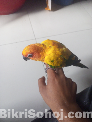 Sun conure female